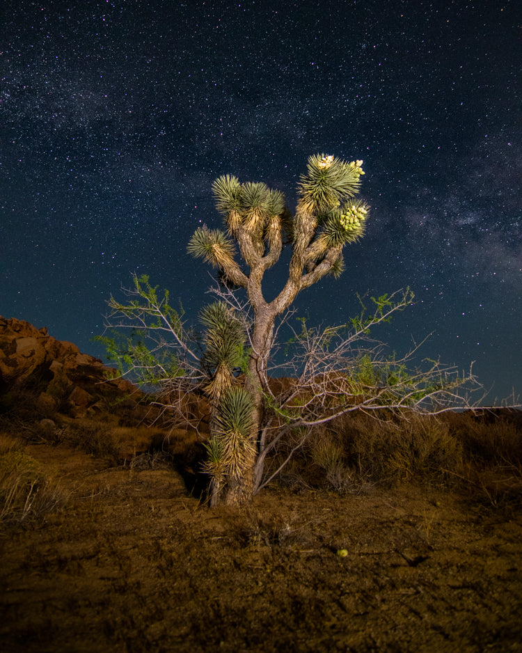 Fine Art Prints
