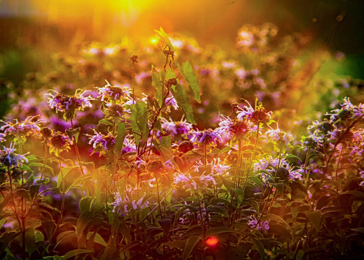 Landscapes and Nature